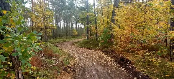 Utrudnienia na leśnej ścieżce między Sztumskim Polem a Parparami